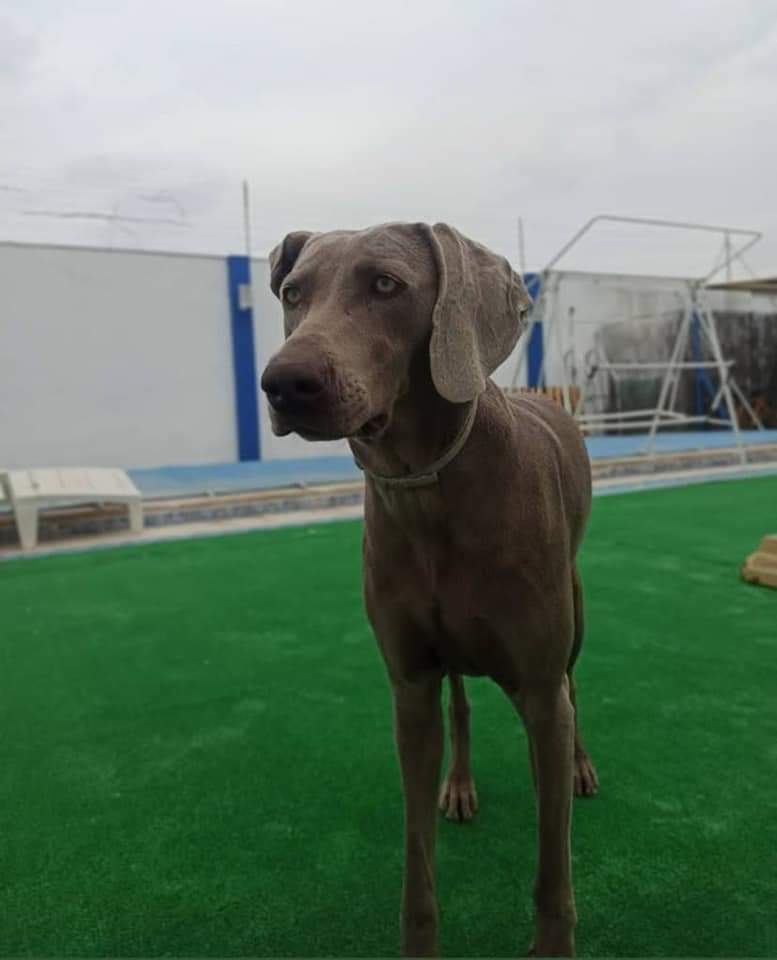 amor_animal015's tweet photo. CASO EXTERNO:

Aria es hembra y tiene 2 años y medio es muy activa y necesita salir mucho a la calle. 
Es compatible con machos pero no con hembras
Está castrada
Está en Montijo (Badajoz) pero puede viajar
Contacto: 658225630 ( solo atendemos WhatsApp)
Se agradece difusión 🙏 https://t.co/zmO3Zd587d