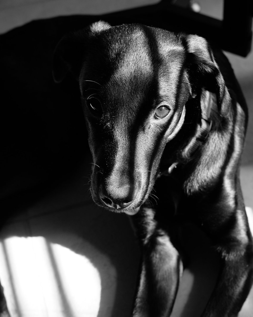 scottywarren's tweet photo. @BalenciLaLa This is no ordinary dog, no ordinary dogggg. https://t.co/WH1DMqf4iz