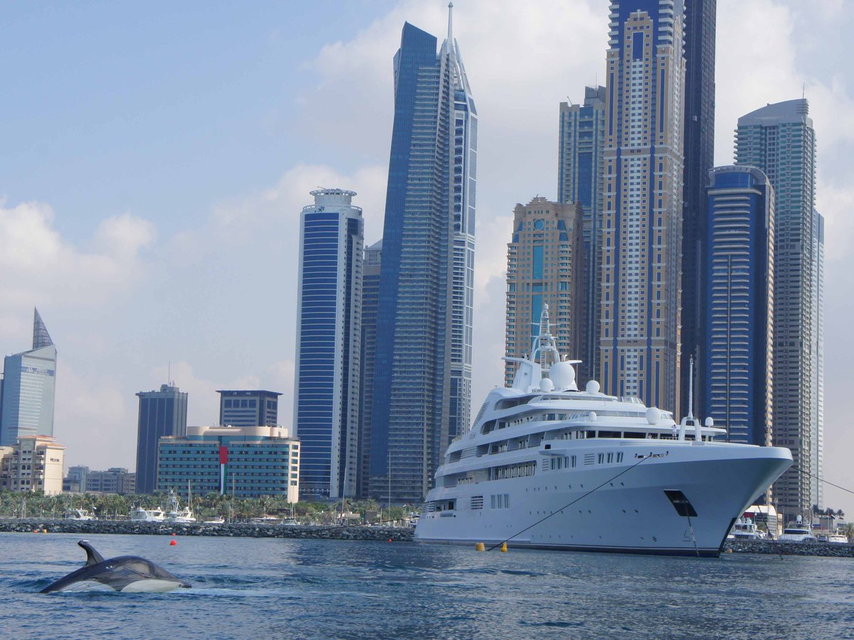 Dolphin or Seabreacher? 🐬🌊 The Seabreacher is the ultimate machine - diving, jumping and rolling, all within the safety and comfort of a dry, sealed cockpit. Find out more 📧 info@sytt.co #dolphin #seabreacher #specification #superyacht #toys