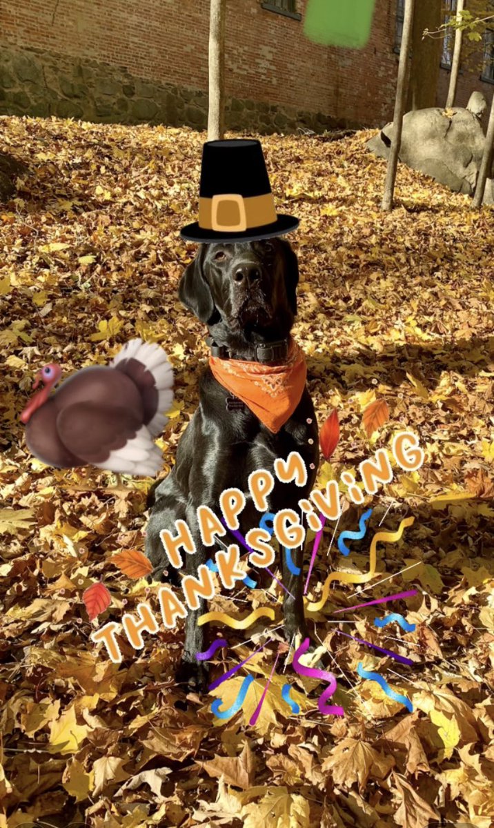 ShopDogs1's tweet photo. Gobble Gobble! Enjoy the day everyone.    #dogs #Dogsoftwitter #dogsofinstagram #blacklab #weratedogs #dogslife #dogsoftwitter #doglovers #dogsarethebest #shopdog #fortheloveofpets https://t.co/fvmdRbT7aj