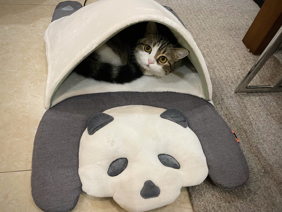 This is my new bed. I like it. How about you?

#CatsOfTwitter 
#cats 
#猫