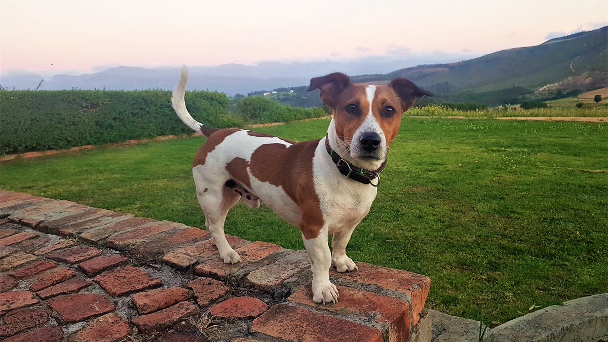 Lego_Lilli's tweet photo. I'm a #purebred #Coetzer #JackRussel, one of the finest specimens in SA from 1995. Jack Russels (i.e. me) are highly #intelligent, good with children, very alert &amp; excellent #watchdogs. We're very #trainable – with proper motivation (#treats) of course😉#dogsoftwitter #lego #dogs https://t.co/2j147bJ0JV