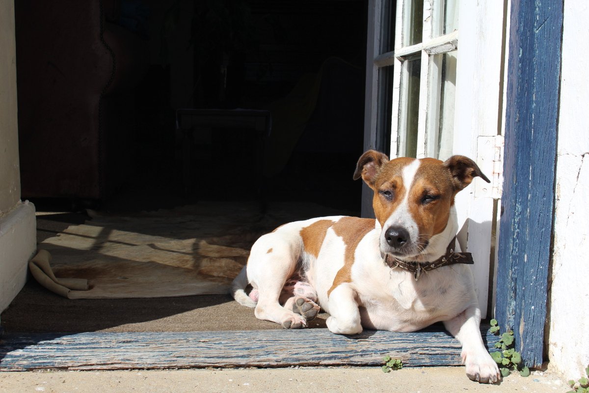Lego_Lilli's tweet photo. I'm a #purebred #Coetzer #JackRussel, one of the finest specimens in SA from 1995. Jack Russels (i.e. me) are highly #intelligent, good with children, very alert &amp; excellent #watchdogs. We're very #trainable – with proper motivation (#treats) of course😉#dogsoftwitter #lego #dogs https://t.co/2j147bJ0JV