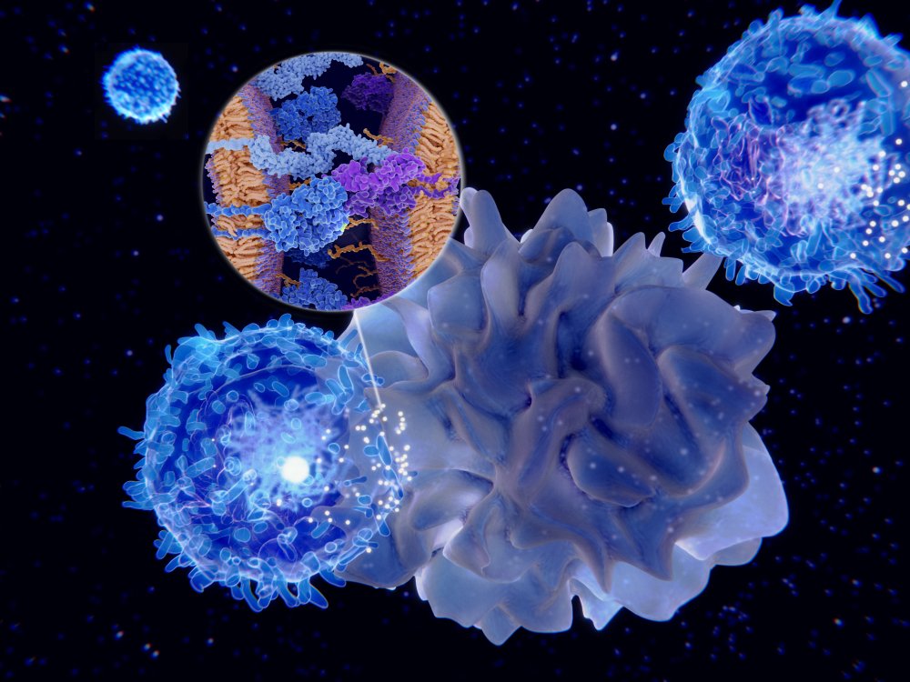 TUS_PR_en's tweet photo. Researchers from #TUS identify asialato-biantennary N-glycans as functional #ligands of #DendriticCell #immunoreceptor and shed light on the #immune regulatory mechanisms involved in bone and #autoimmune disorders in their new @JExpMed study.
Read more: https://t.co/GQt5NBID4K https://t.co/wDSS3Zz3eM