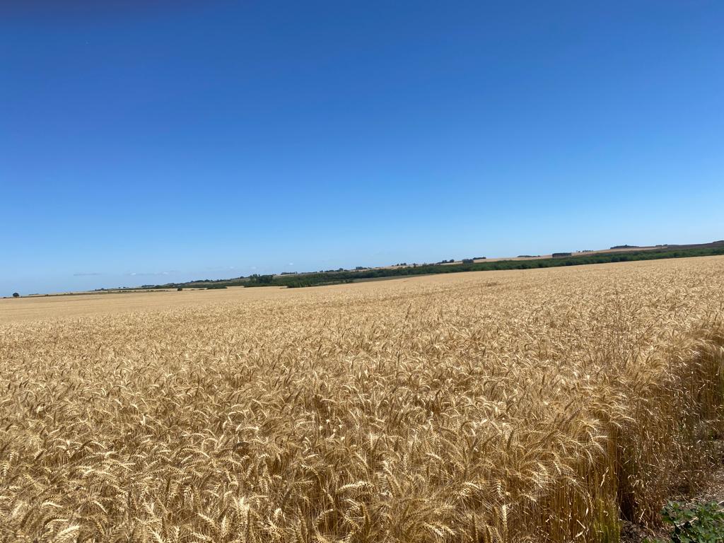 DiegoRivero08's tweet photo. Guayabo, chacra comercial. 
Buena Vista - Soriano
Promedio 5400 Kg.
Calidad: PH 78.9%, Prot 11.5%, humedad 12. https://t.co/yFUZoik70G