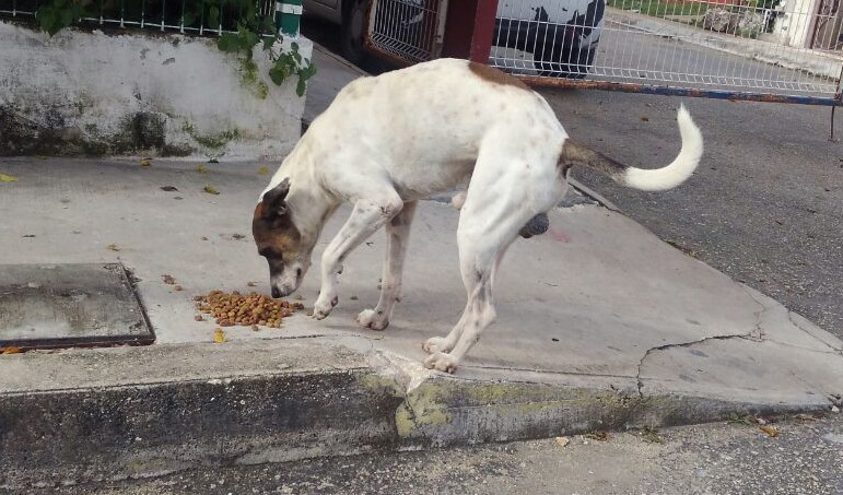 JPTheStrayDog's tweet photo. Can I haz some nom nom nom?
*NOM NOM NOM*
#Nom #Intensifies #Stray #StrayDogs #DogsOfTwitter #MoreNOM https://t.co/CHb4NAVaL0