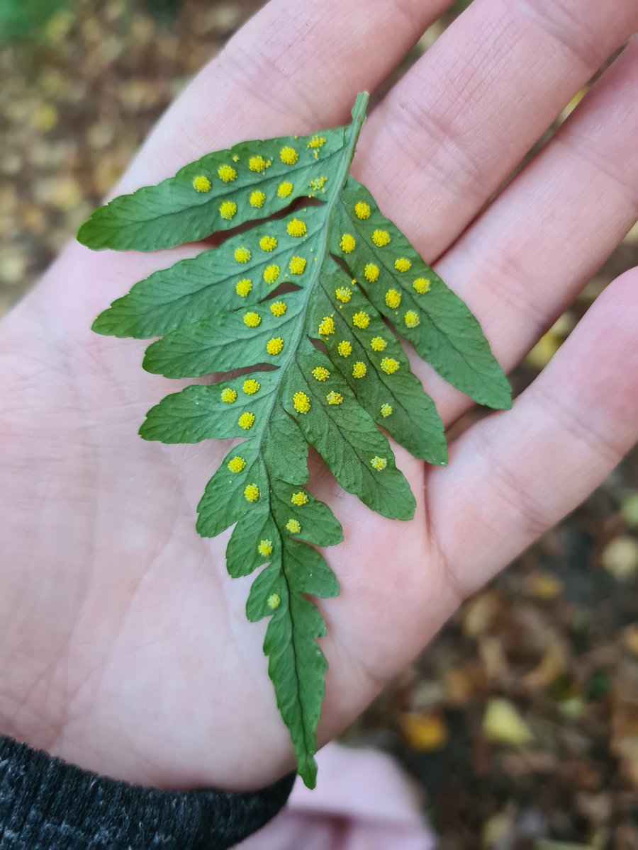 muscariamadge's tweet photo. And interesting leaf spotted by my daughter. Amazing how precise these little spots are placed all over the leaf 🥰 wonderful 
#tree #nature #leaf #leafgalls #pattern https://t.co/VBhYrVDPlK