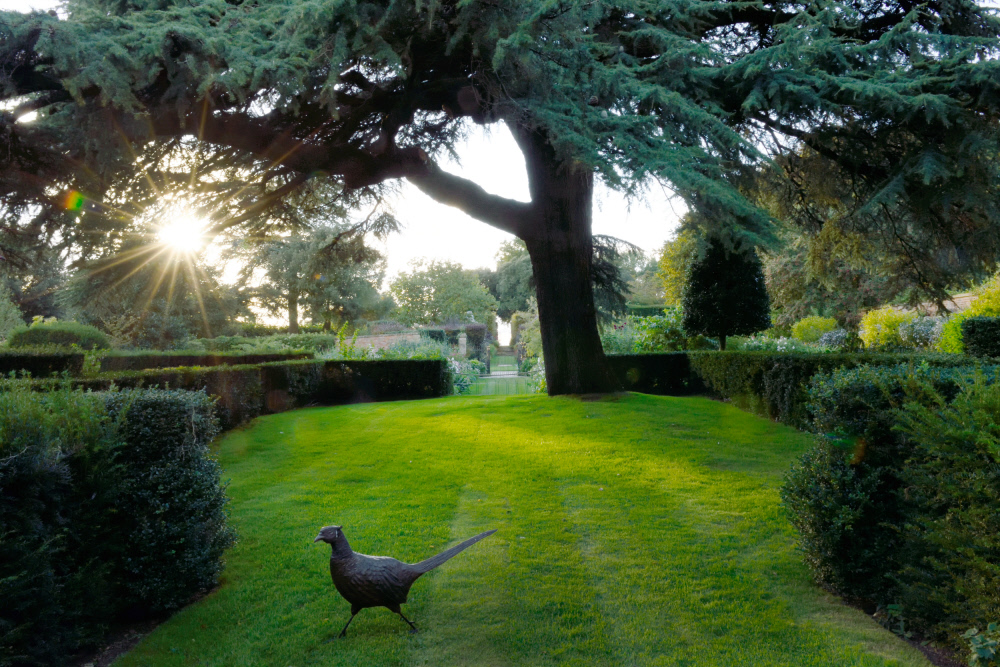 Hidcote Advent Calendar Day 2. A Pheasant running across the Cedar Lawn.