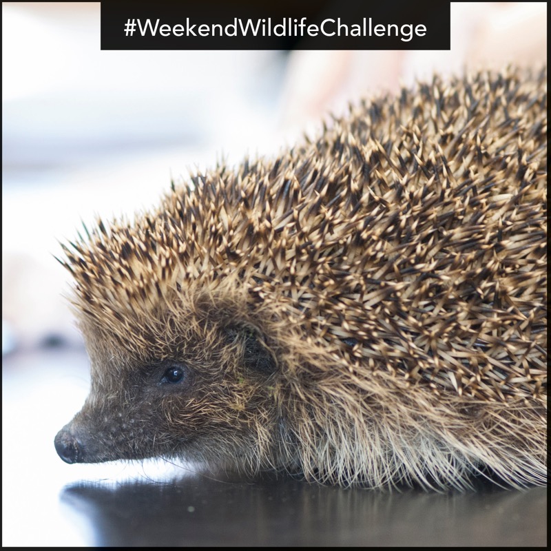 wildlifeaid's tweet photo. We wonder how many of you have #hedgehogs visiting your garden at night? Before your nocturnal visitors go in to hibernation, see if you can snap a photo of them for our #weekendwildlifechallenge. Don't forget to keep your distance though! Pop your photos in the comments below. https://t.co/xc6a7HGETL