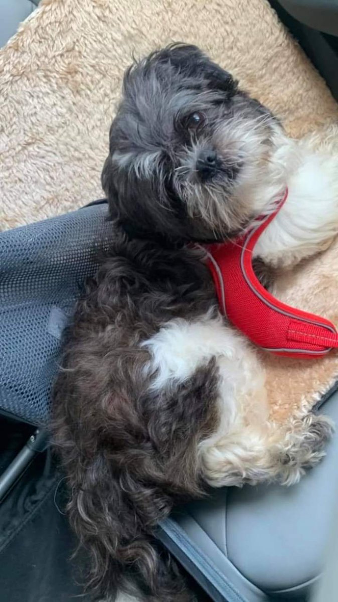 Shih Tzu Action Rescue (STAR) UK tweet media