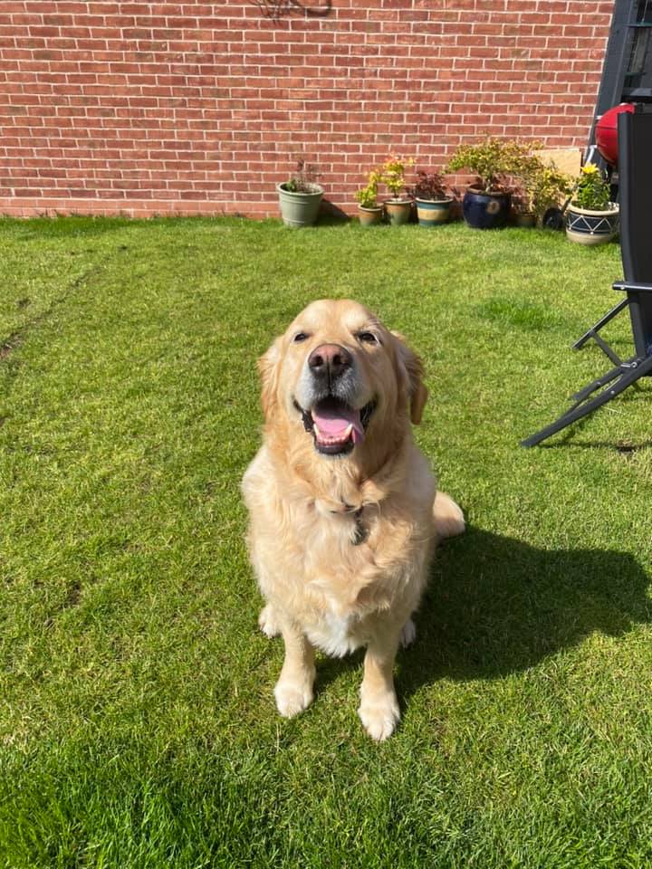 Your pets are in expert hands – we have vet nurses, dog trainers and dog behaviourists on our team who can help.  

Take a look at all our services available here - we-love-pets.co.uk/areas-covered/… 

#petcare