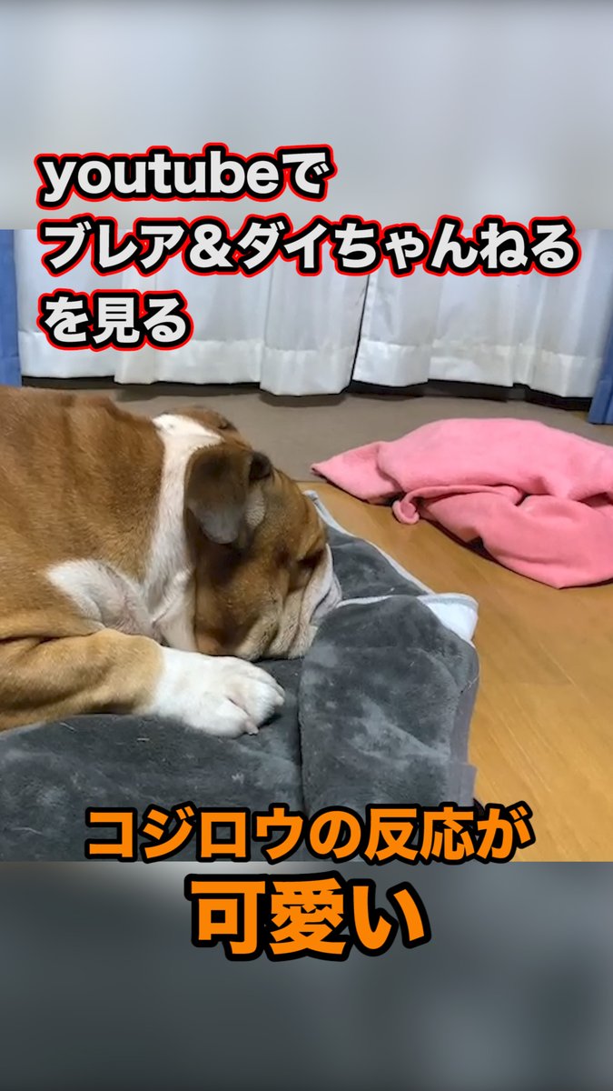 blair_1218's tweet photo. ダイの兄弟が「ブレア&amp;ダイちゃんねる」を視聴した反応が可愛すぎた🥰#shorts #ブルドッグ #イングリッシュブルドッグ https://t.co/LcVI6K66UL @YouTubeより

#ブルドッグ
#イングリッシュブルドッグ https://t.co/SSWyZlE2FS
