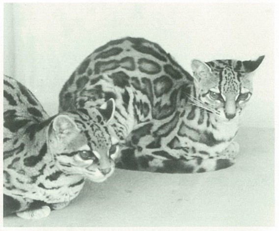 ハトバテリウム マーゲイ 1980来園 1990死亡 1996死亡 福岡市動植物園 動植物園だより より 動物園 動物公園 動植物園 昭和 国内絶滅 ネコ科 アマゾン 南米 南アメリカ T Co Itlexoozlp Twitter