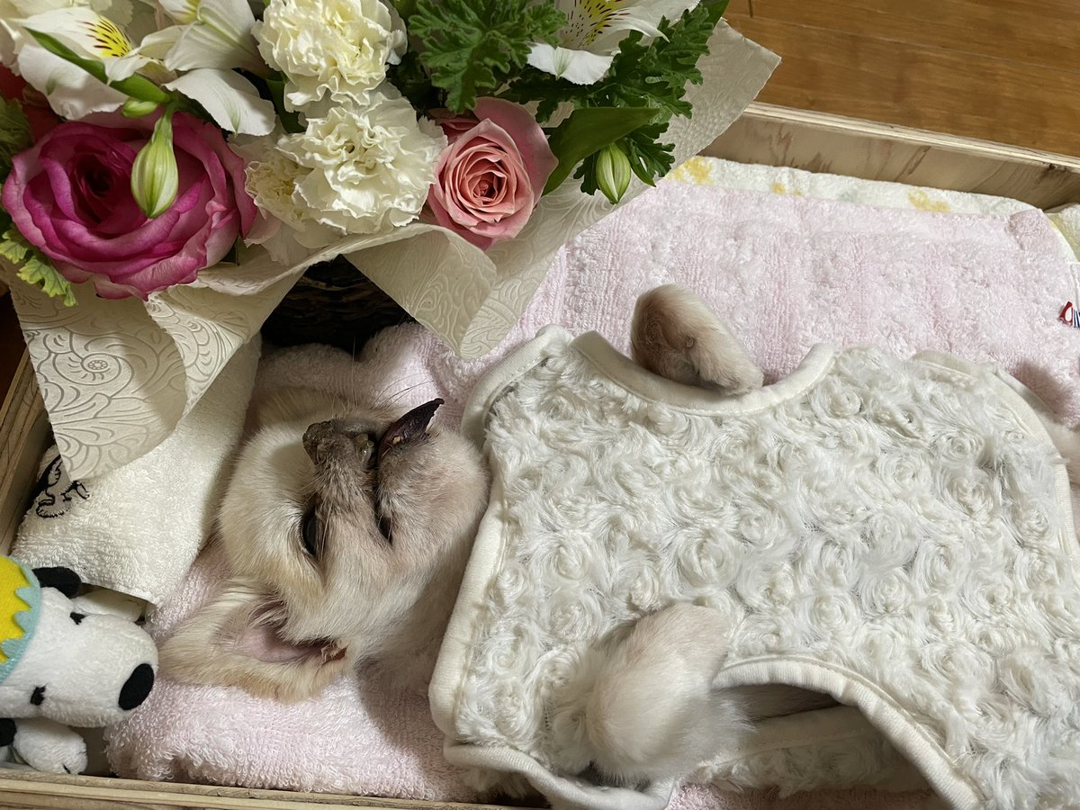 emiqoo_o's tweet photo. こんばんハート♡♡

ワンコがお空に行ってから約10日経ちました…。直後は悲しみに暮れていましたが、火葬場のおじさんに虹の橋🌈の話を聞いてからは、悲しみはだいぶ薄れました。きっと虹の橋のたもとで待ってるから🐶💕沢山の癒しをありがとう✨

チビのアカウント作りました☺️
@c_h_i_b_i_0315 https://t.co/PkBYoIWqhe