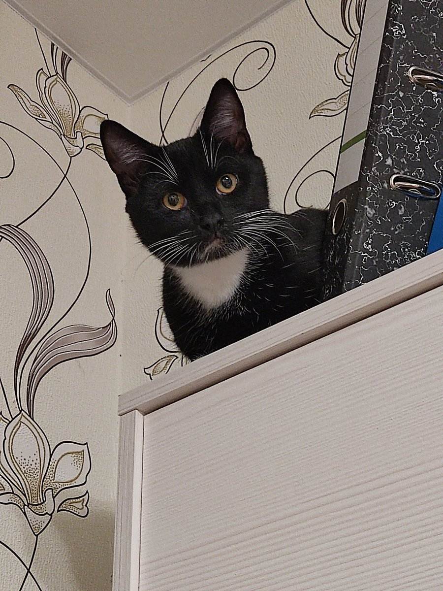 Угощаю коллег сырниками. 
Коллеги: "мм, с кокосом"
Я "у меня дома теперь все с кокосом"
Кокос: