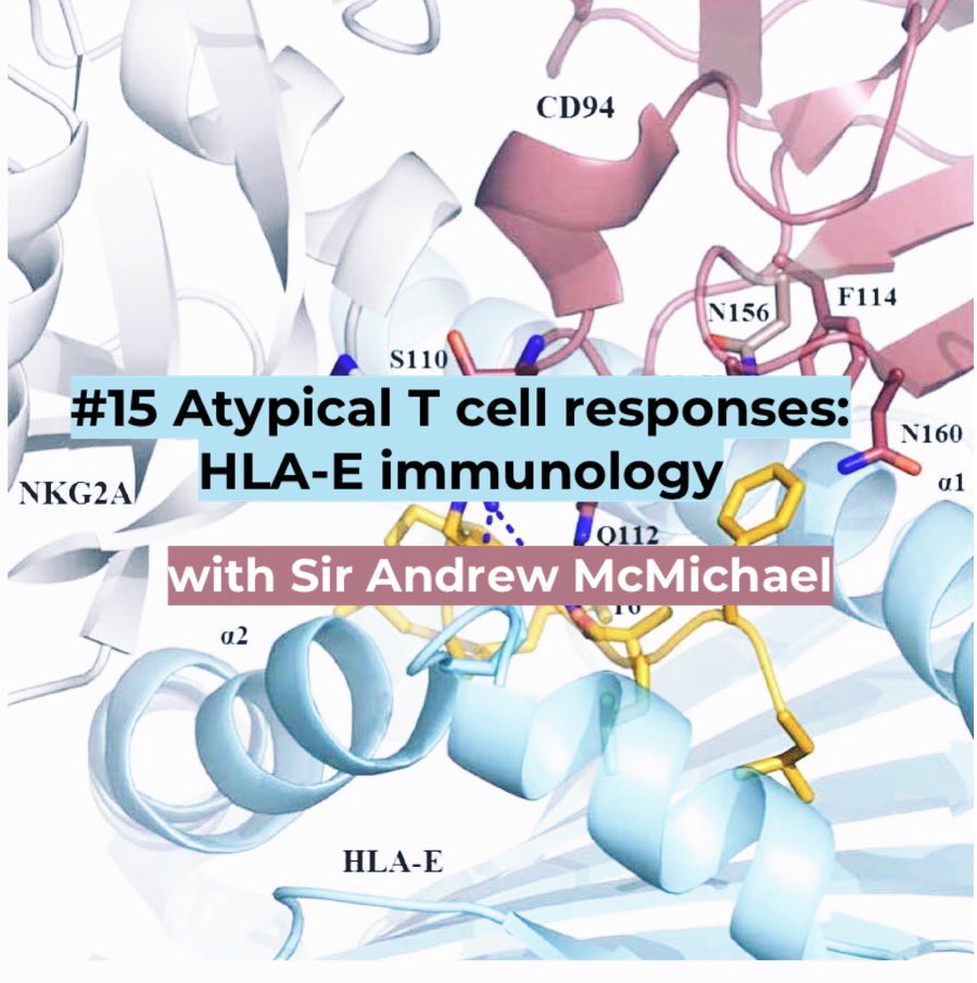 HOLOBIONT_'s tweet photo. Sir Andrew McMichael at @NDMOxford shares the story of 50+ years of his career as a leader in #Immunology 🔬🧫

We explore the role of HLA-E and the potential of an atypical subset of CD8+ T cells recognizing HLA-E for #vaccines and #immunotherapy

https://t.co/9iQmGjCxmZ https://t.co/R9q1VTESyi
