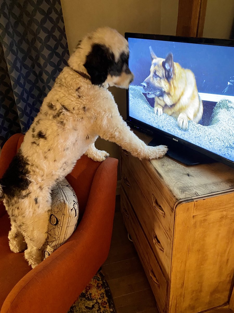 PSD_Stella's tweet photo. Ok Rex, I’m all caught up for tonight’s episode of @hudsonandrex.
Did you know I love digging holes too, we are made for each other ❤️. Mom isn’t a fan of the holes, but she will get over it! #ICrushRex #HudsonAndRex
🐾Stella https://t.co/reVdm8nYGr