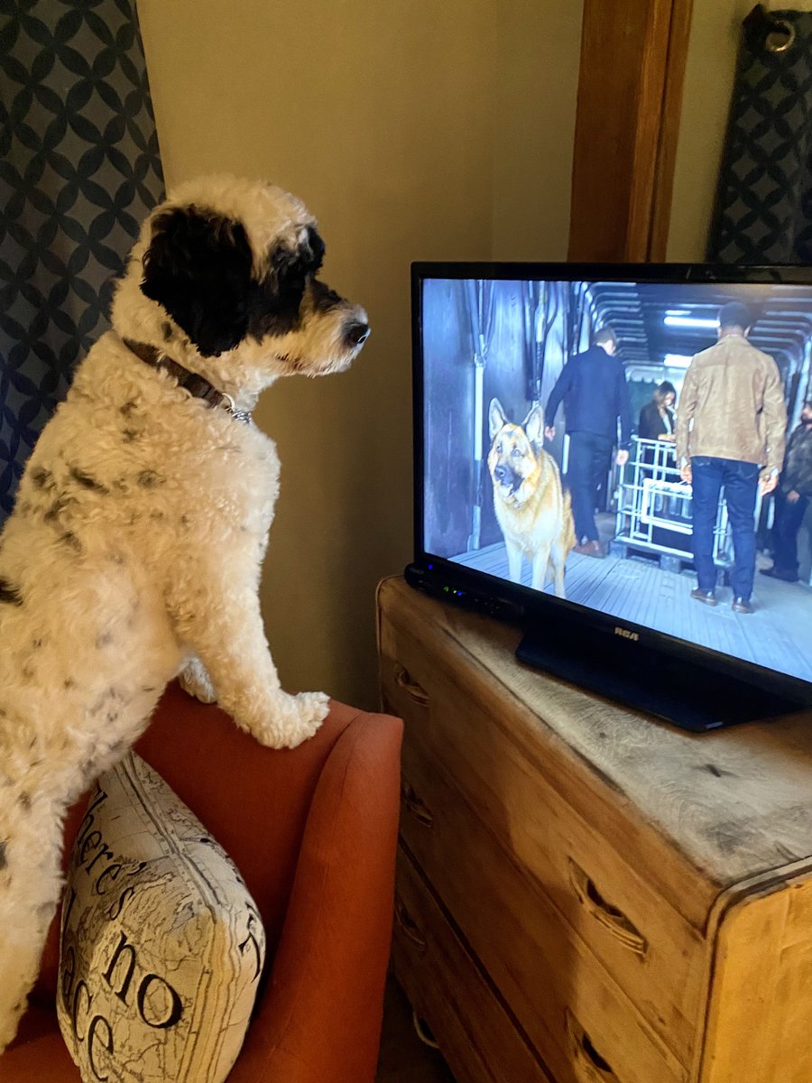 PSD_Stella's tweet photo. Ok Rex, I’m all caught up for tonight’s episode of @hudsonandrex.
Did you know I love digging holes too, we are made for each other ❤️. Mom isn’t a fan of the holes, but she will get over it! #ICrushRex #HudsonAndRex
🐾Stella https://t.co/reVdm8nYGr