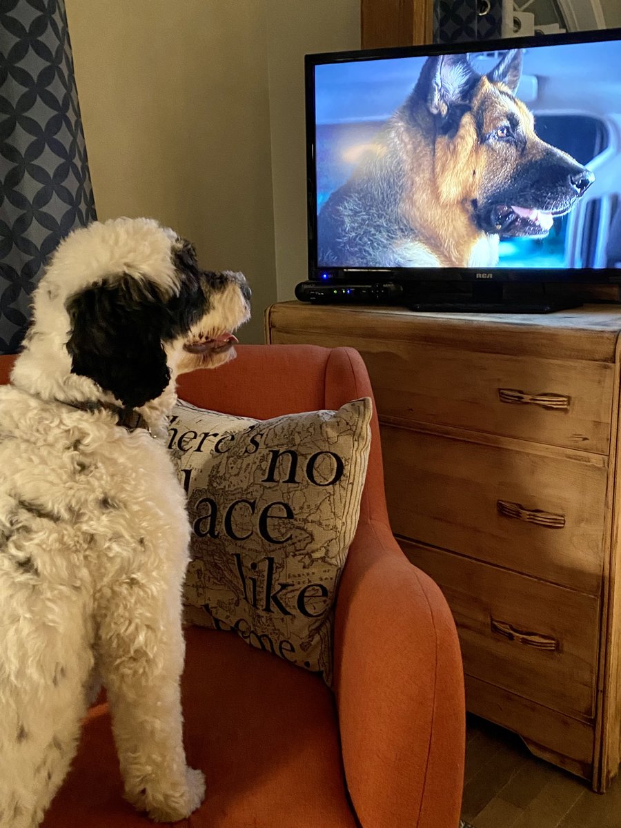 PSD_Stella's tweet photo. Ok Rex, I’m all caught up for tonight’s episode of @hudsonandrex.
Did you know I love digging holes too, we are made for each other ❤️. Mom isn’t a fan of the holes, but she will get over it! #ICrushRex #HudsonAndRex
🐾Stella https://t.co/reVdm8nYGr