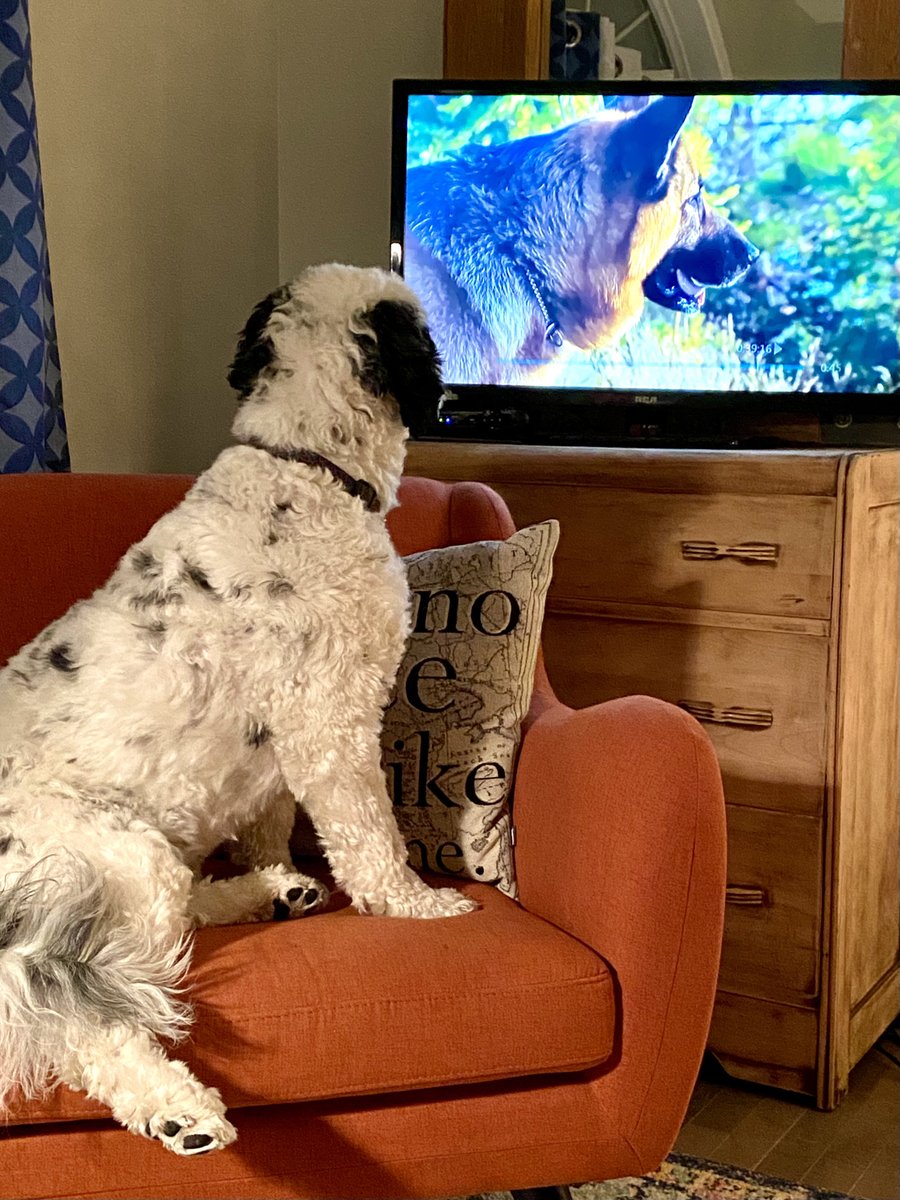 PSD_Stella's tweet photo. Ok Rex, I’m all caught up for tonight’s episode of @hudsonandrex.
Did you know I love digging holes too, we are made for each other ❤️. Mom isn’t a fan of the holes, but she will get over it! #ICrushRex #HudsonAndRex
🐾Stella https://t.co/reVdm8nYGr