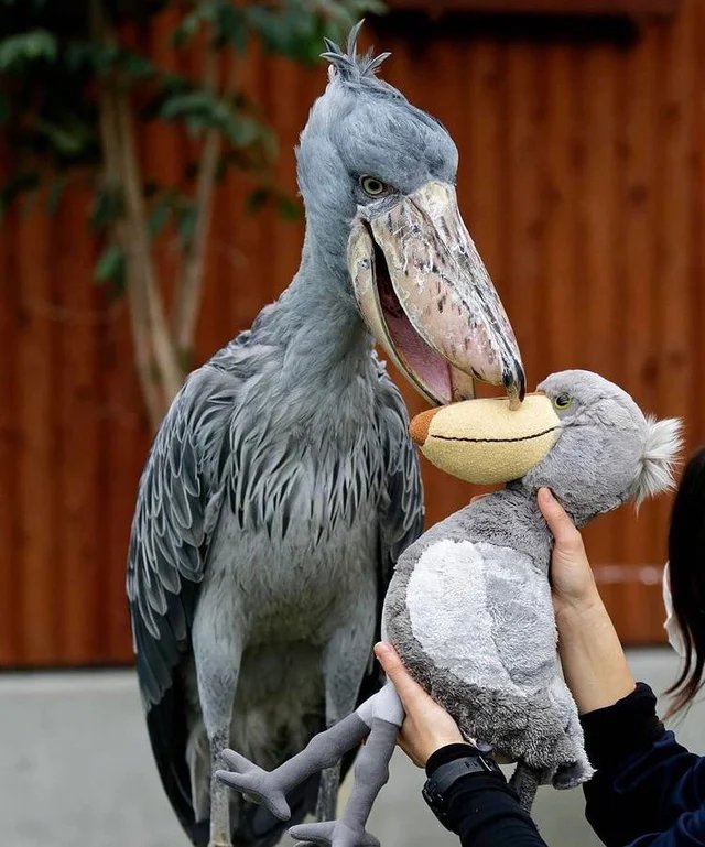Animals that sell you stuff tweet media
