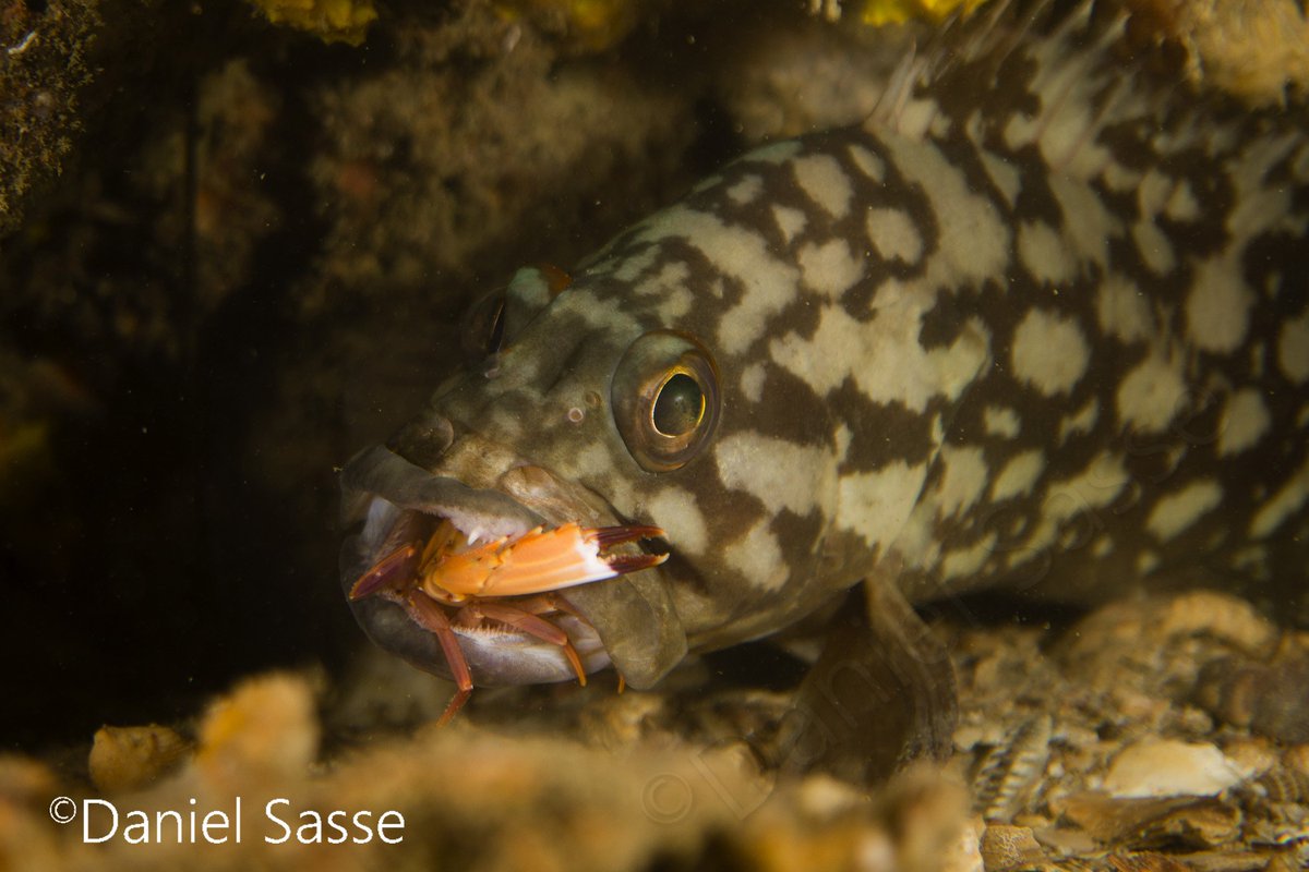 DanTheMan (@DanielSasse3) on Twitter photo 2021-11-25 10:41:55 'Crab(p) dinner' 😂 for a cloudy grouper. Taken by #DanielSasse #Scubadiving #Marinelifeprotection #natgeo #nature #uwpic #underwaterphotography #Marineconservation #underwater #ecowarrior #natgeowild #blueplanet #scubashooter 'Crab(p) dinner' 😂 for a cloudy grouper. Taken by #DanielSasse #Scubadiving #Marinelifeprotection #natgeo #nature #uwpic #underwaterphotography #Marineconservation #underwater #ecowarrior #natgeowild #blueplanet #scubashooter