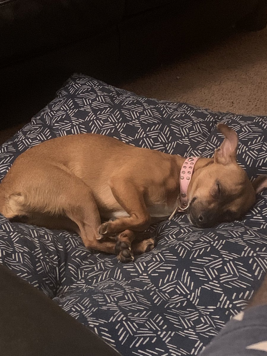 KingSwigg1's tweet photo. When I heard there was CryptoPets NFTs, I instantly knew I had to have one. 

I told my dog this CryptoPet will be my way of having her in my life forever.. 

Didn’t seem like the dog cared 😒

#dogs #cryptopets #nfts #metaverse https://t.co/HQ0G0BA4BQ