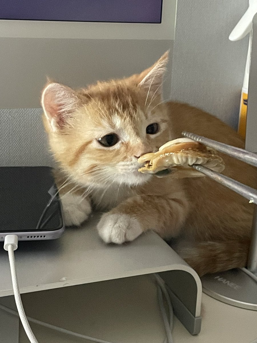 뺏어먹을 용기도 없으면서