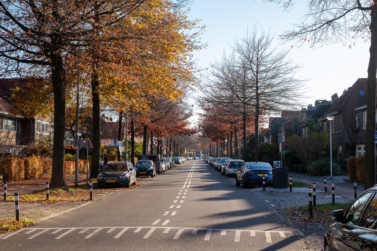 Gem_Amersfoort's tweet photo. In de Vermeerstraat zorgen boomwortels al jaren voor opdrukkend wegdek, met name bij fietspaden en parkeervakken. In de nieuwe veilige situatie willen we die net als de moeraseiken behouden.
Wij vragen om jouw mening รฉn om te kiezen tussen 3 opties op: https://t.co/v0wcz6VSUB. https://t.co/W64wClYF2Y