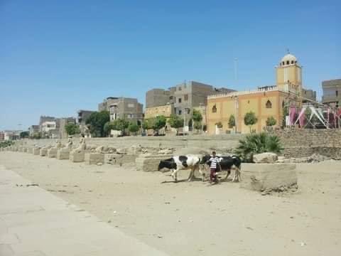 Esll7970Gladii's tweet photo. عشان تعرف حجم الانجاز لـ أحياء #طريق_الكباش!! شوف الصور دي

- الصوره الاولي بعد الأنتهاء من تطويره وسيتم الافتتاح النهاردا

- باقي الصور لطريق الكباش قبل التطوير والترميم

"الاحفاد سيبهرون العالم اليوم" ..❤️✌️🇪🇬
#SphinxAvenueLuxor 
#احتفالية_الكباش
#طريق_الكباش https://t.co/ozw9xHmxfN