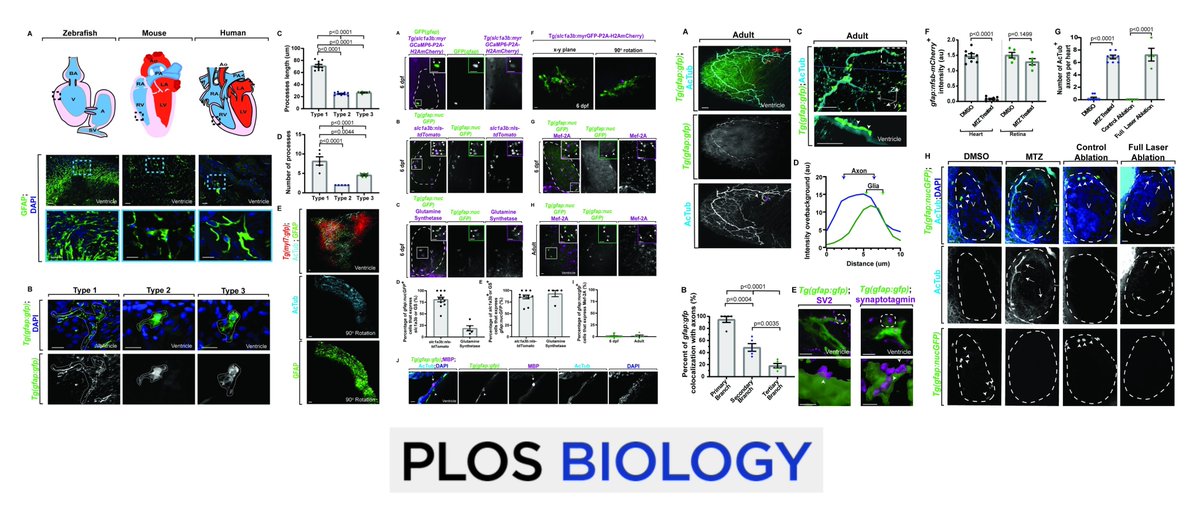 Autonomic Aus tweet media