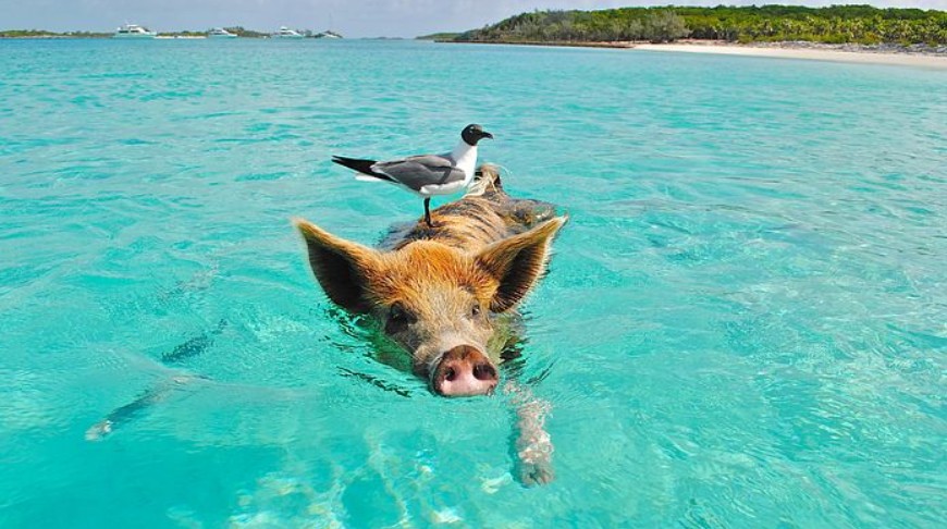 If all sentient beings could work together like this, think what a perfect world it would be.
All animals deserve our constant protection and love, not our constant violence and distain.