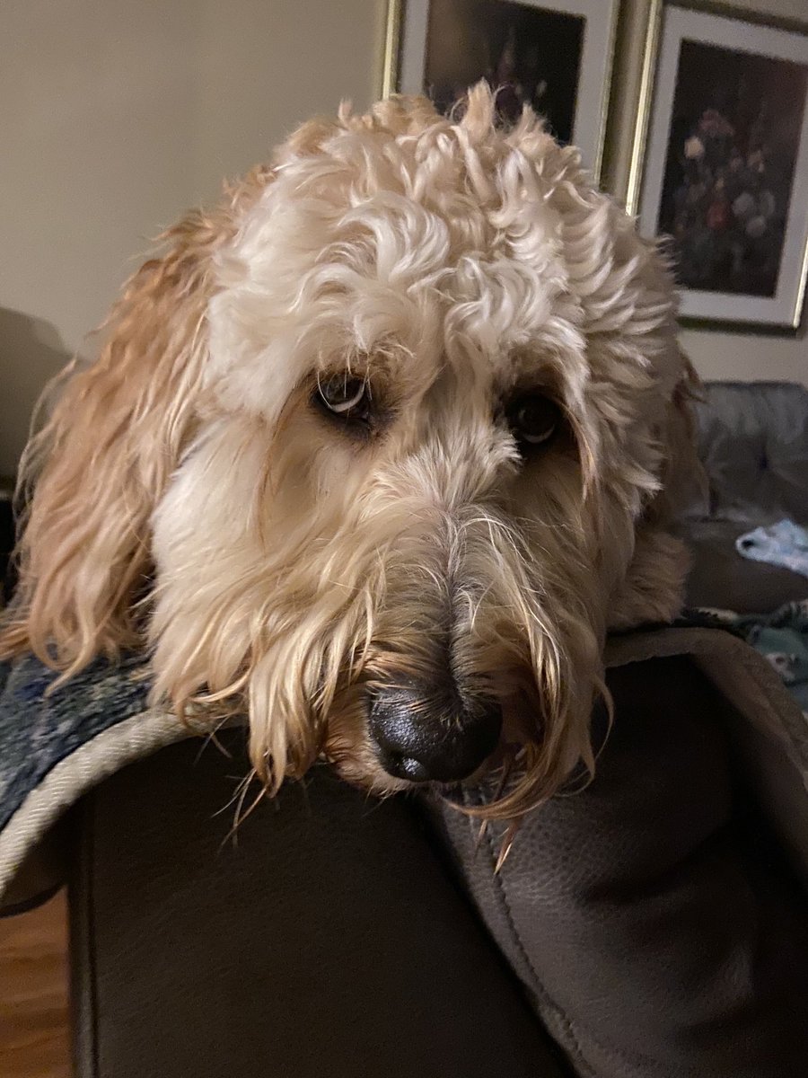Cumberland_IN's tweet photo. Happy Thanksgiving friends! #woof #maximuscumberland #townmascot #maxcot #turkeyplease https://t.co/uCXZDH4xNx