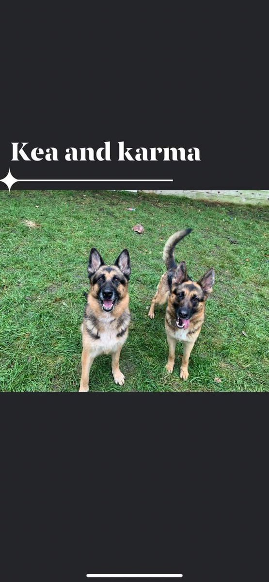 gsrescueelite's tweet photo. We are at crisis point 😢 These are just some of the #Essex dogs, there are more not ready yet, we are receiving 50+ emails a day about #Dogs needing space. Your RTs are so important in getting these dogs noticed ❤
#GermanShepherd #dogsoftwitter #RESCUE https://t.co/U1jiibGGEf