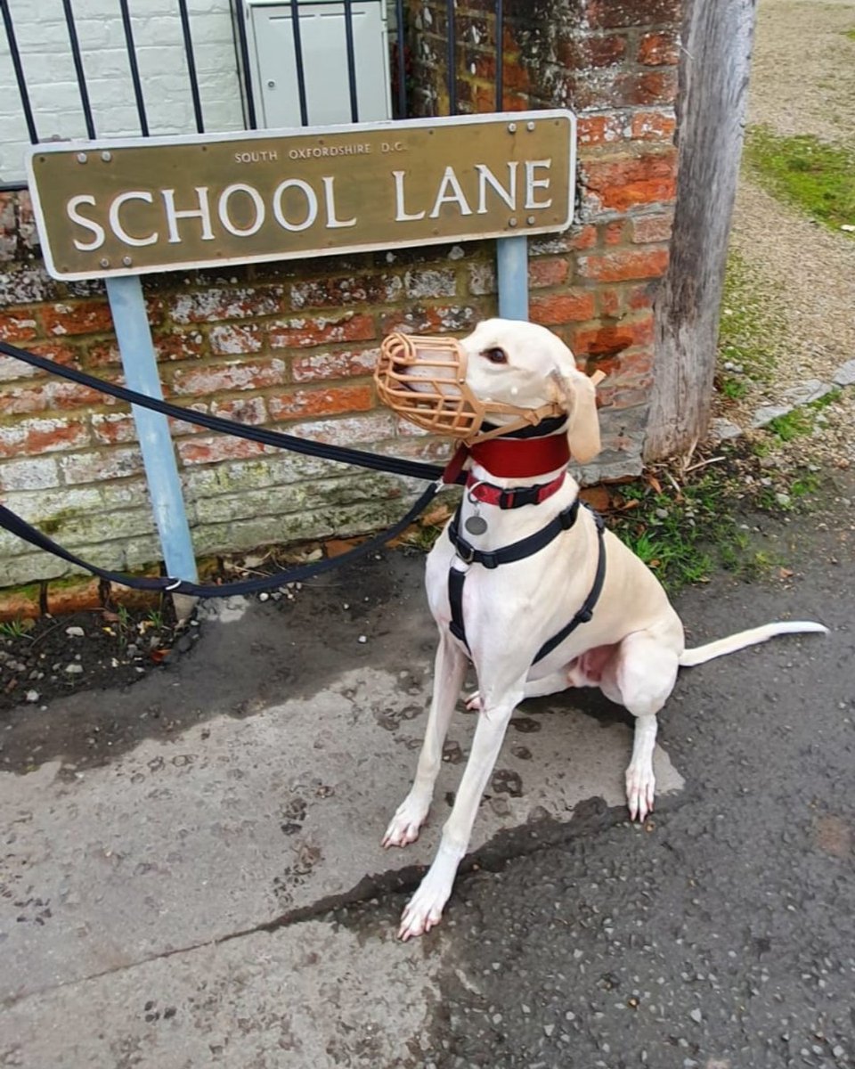 Forever Hounds Trust tweet media
