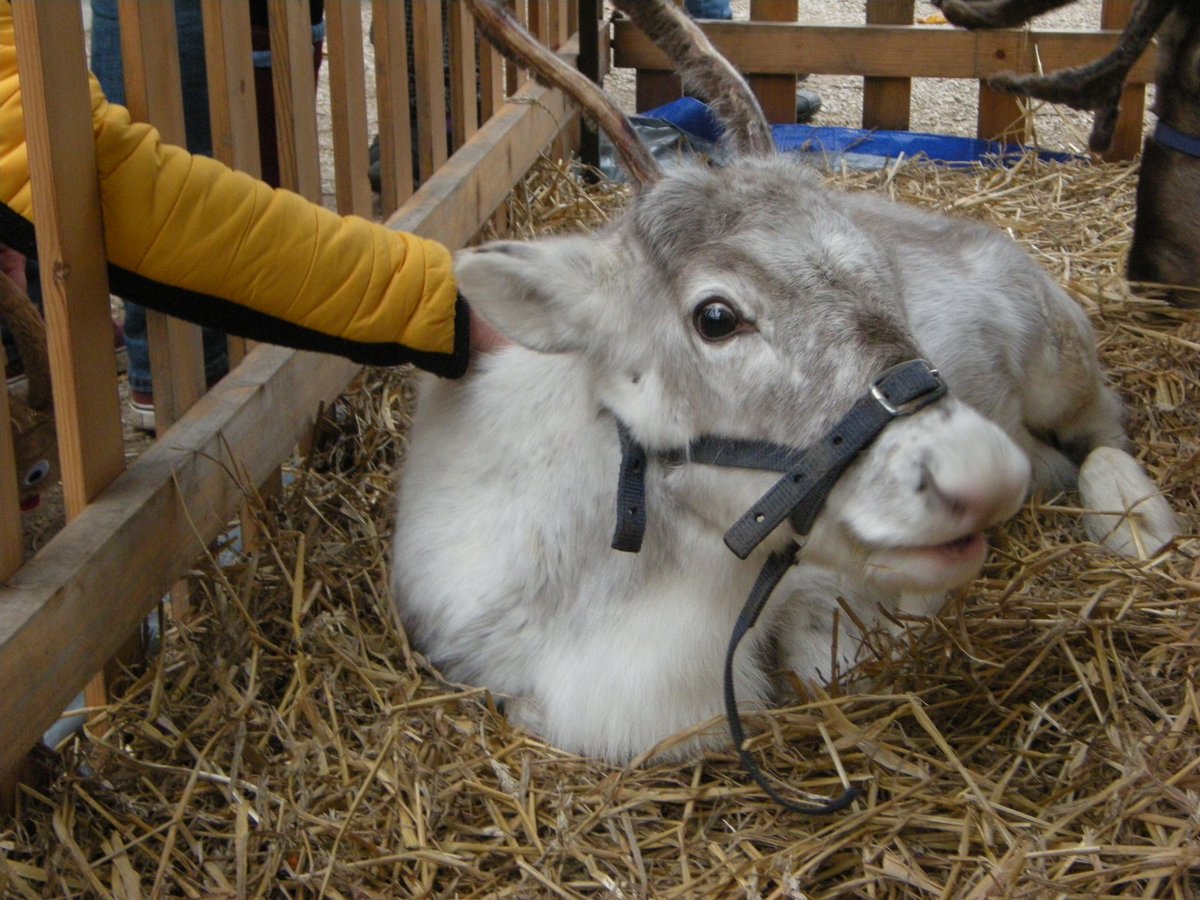 This baby reindeer will never roam up to 3,000 miles a year, in the Arctic tundra, as nature intended. Instead, he will be transported around the country, every festive season, to “entertain” crowds of noisy, excitable people. Please don't support events using live animals.