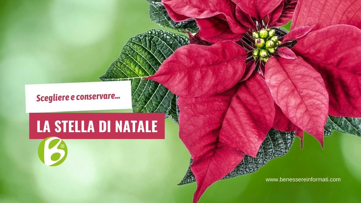 BenessereInfo's tweet photo. Come scegliere e conservare la Stella di Natale: ecco le cure mese per mese https://t.co/sCDGO8bJTT https://t.co/2RWQ8T1wdt