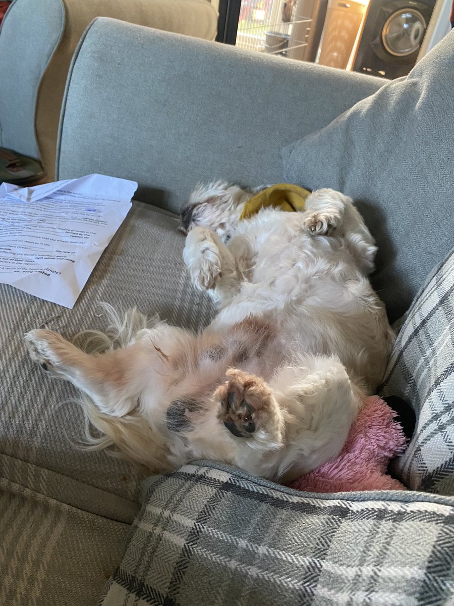 ninacammiss's tweet photo. It’s #beantime meez aving a snoowz afterz meez walkies, https://t.co/Tb8XDBVheh