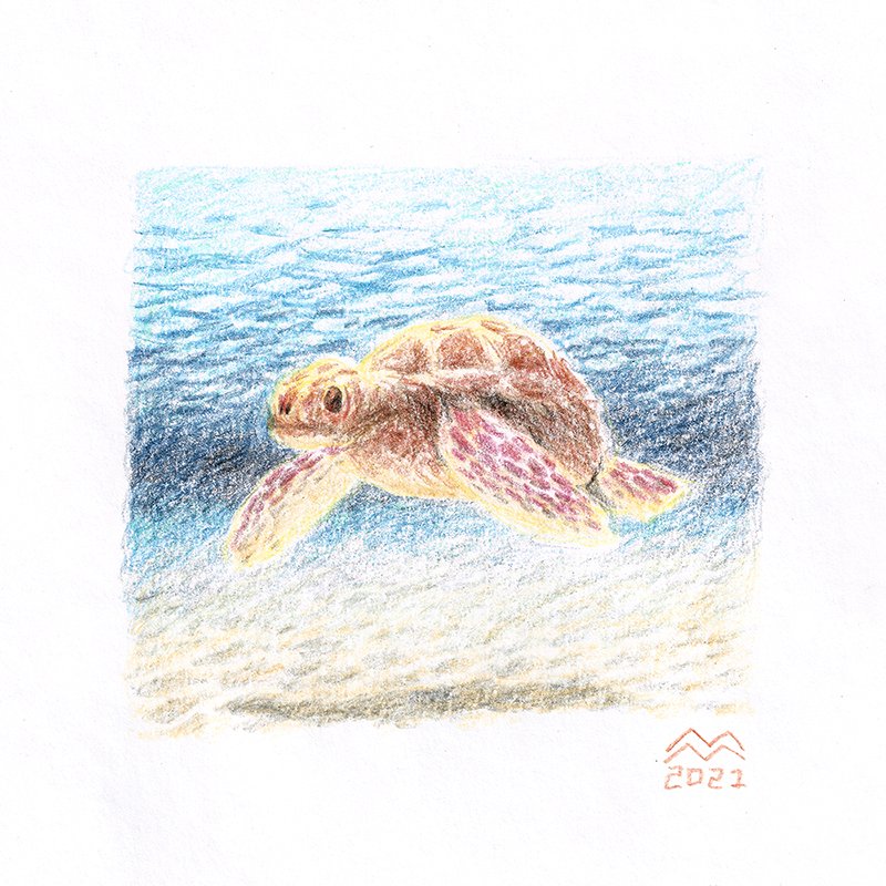 oblaka_na_nebe's tweet photo. #seaart #seacore #turtleart #turtle #oceanart #illustration #drawing #drawings #draw #art #myart #pencil #pencildrawing #pencilart #pencilsketch #coloredpencil #coloredpencils #pencilcolor #pencildrawing #pencilart #pencilartwork #pencilonpaper #colorpencil #pencils https://t.co/1TvMFDC6qr