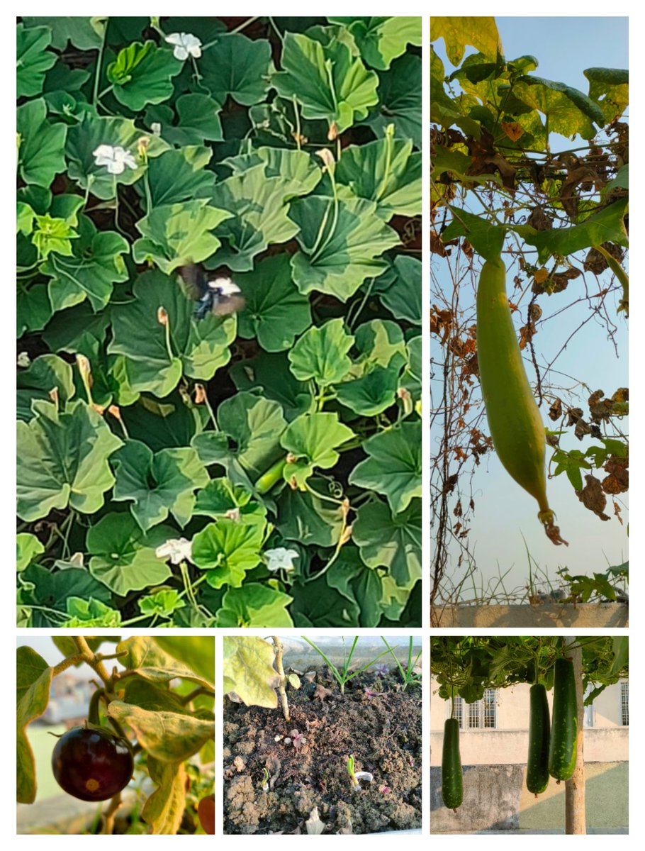 wild_sonica's tweet photo. #HomeFresh vegetables 🍆🥦🌶️🥒 https://t.co/wk5keP0yDv