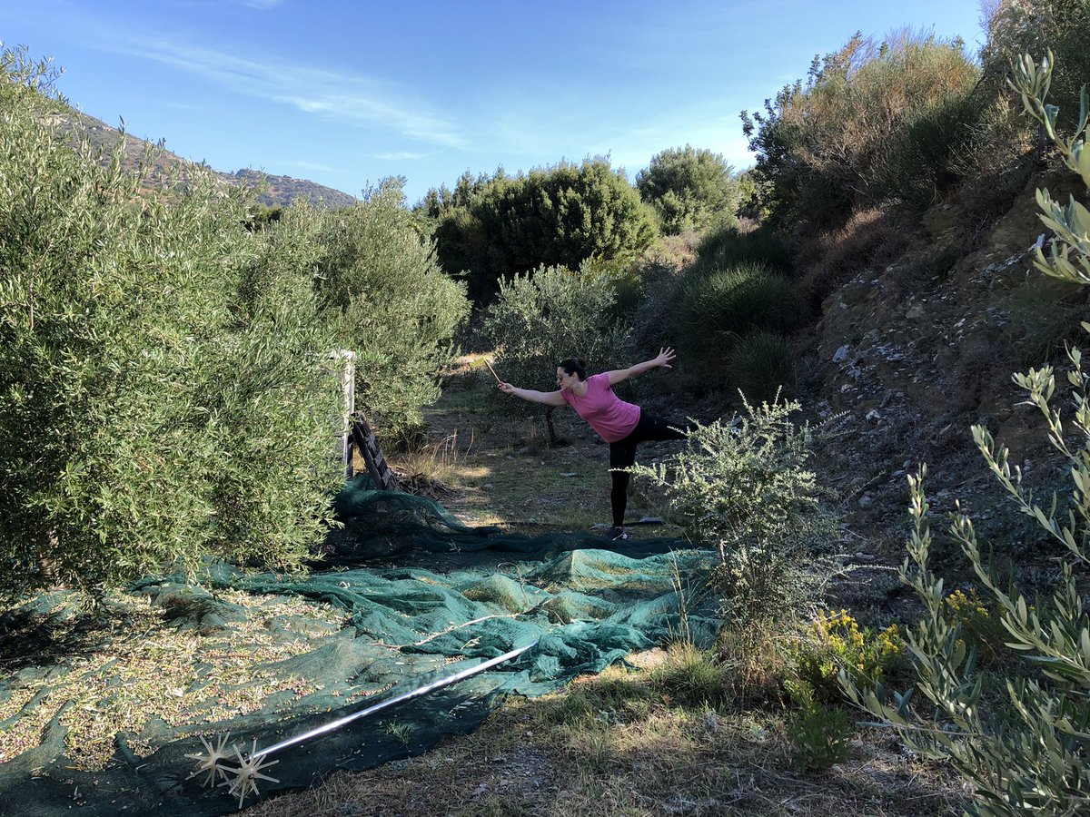 HotelSofia's tweet photo. Finally we finished the olives 💪😊 great year and the best olive oil 😊 https://t.co/4ty0JkoDJK
