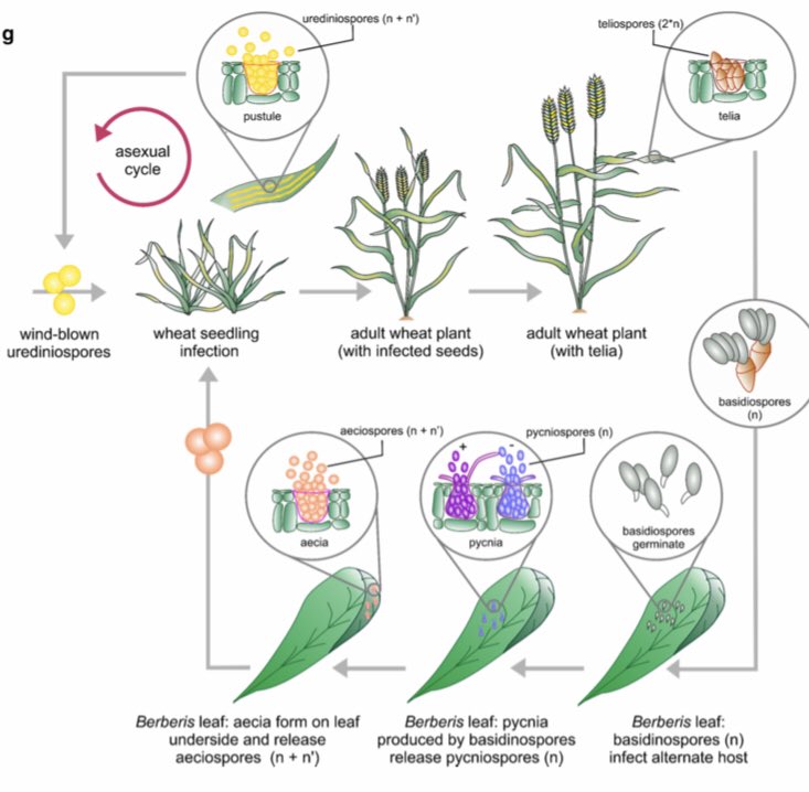 james_f_cockram's tweet photo. Well done @Laura_AgriTech for your review of wheat yellow rust resistance, out today in @TheorApplGenet https://t.co/KYRXbzbgSp https://t.co/emxF3JROZz