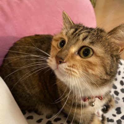 BubblePao tweet media