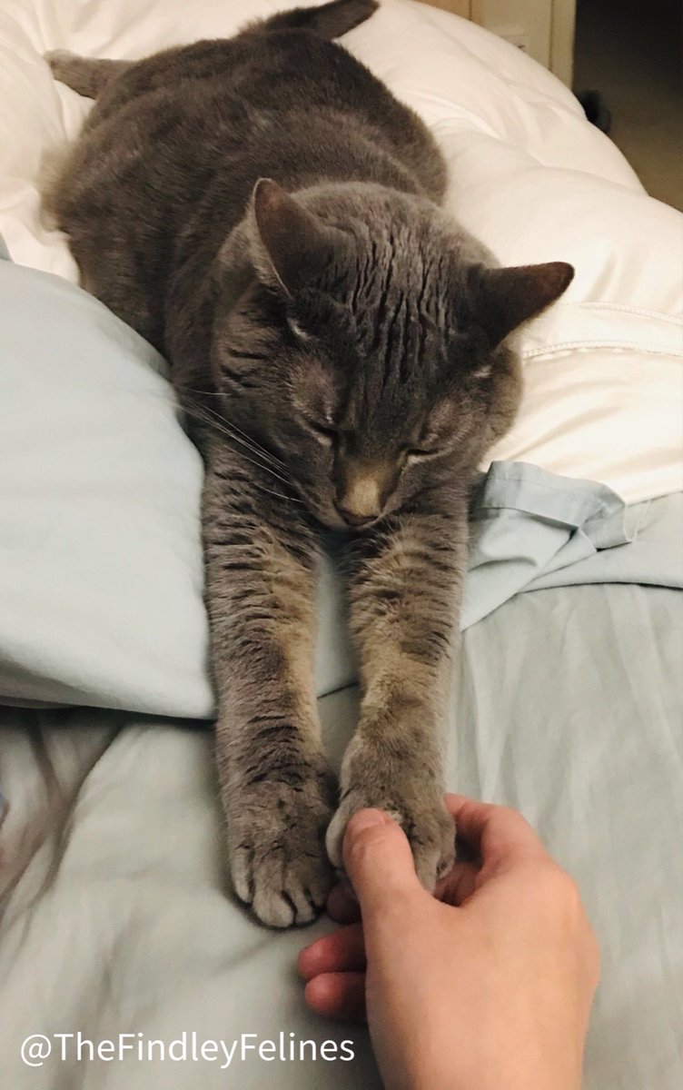 FindleyFelines's tweet photo. Meeko: I’m thankful for my Mommy😻
Happy Thanksgiving Findley friends!🦃🥧🍂

#thanksgiving #turkeyday #imthankful #cats #catsofinstagram #catsoftwitter #kitty #rescuecat #adoptdontshop #catlove #gato #catlife https://t.co/Z5gXppNXMv