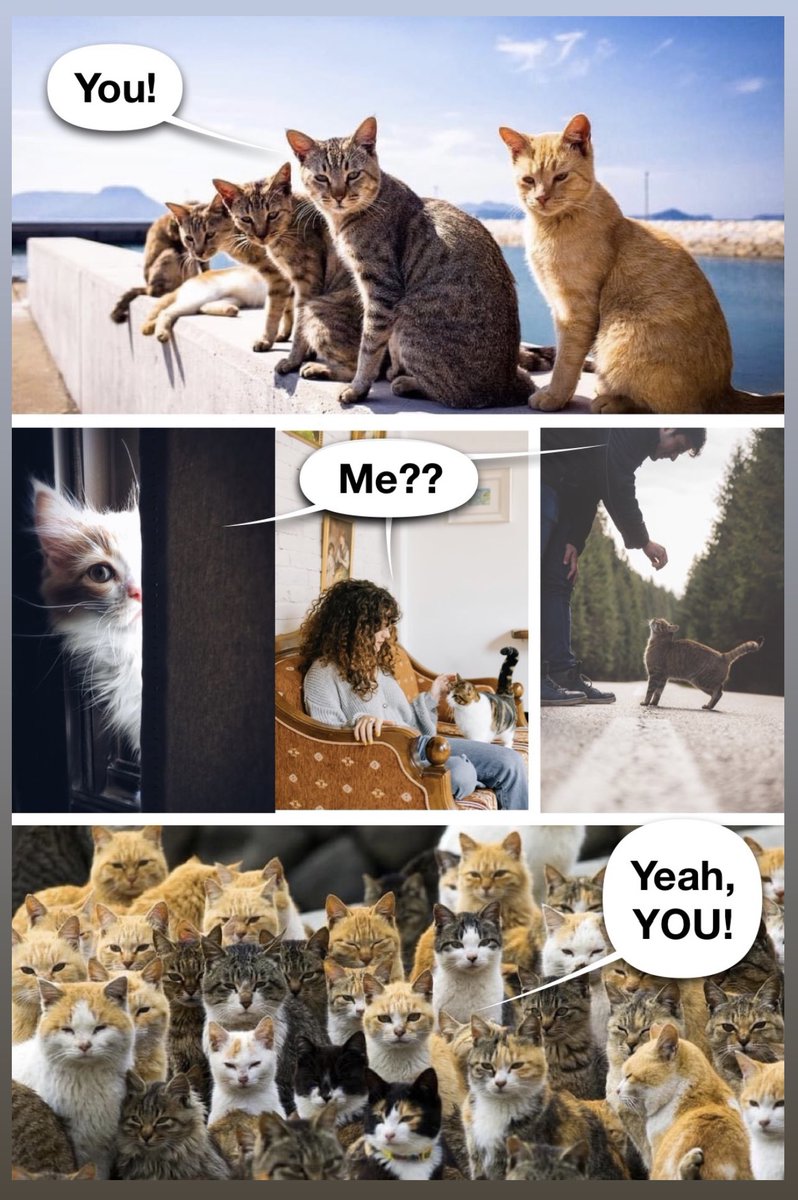 _donnae13's tweet photo. What if all cat lovers in the 🌍 unite,
adopt $CATE

👇🏻👇🏻👇🏻

✅Support what we😻
✅Invest early &amp; earn🚀
✅Grow as a community👨‍👩‍👦‍👦🏅
✅Most of all, have fun!😸

Join #CateArmy

Lets go! Tara! Vamos! Allez! Forza! 💪🏻
Whatcha say?👇🏻

#catecoin #catlovers #CatsofTwittter
ctto https://t.co/DVqUKk53VD