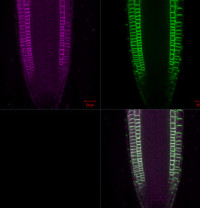 agrisera's tweet photo. Agriser has a new antibody to #PIN2, Auxin efflux carrier component 2.

For more details, see: https://t.co/SZgpVcNVQG

#AgriseraAntibodies #auxintransport https://t.co/N33aMQE9l2