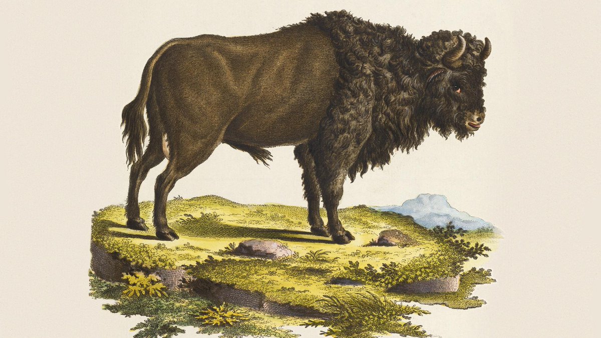 Eine Ochserei in doppelter Hinsicht, oder: 'Schuld ist meistens der Mensch'. Bernhard Kegel, Autor unseres gemeinsamen Bildbands 'Ausgestorbene Tiere' mit <a href="/dumontverlag/">DuMont Buchverlag</a>, im Interview des <a href="/dlfkultur/">Deutschlandfunk Kultur</a> über das Schicksal von Dronte, Quagga, Waldrapp &amp; Co. deutschlandfunkkultur.de/bernhard-kegel…