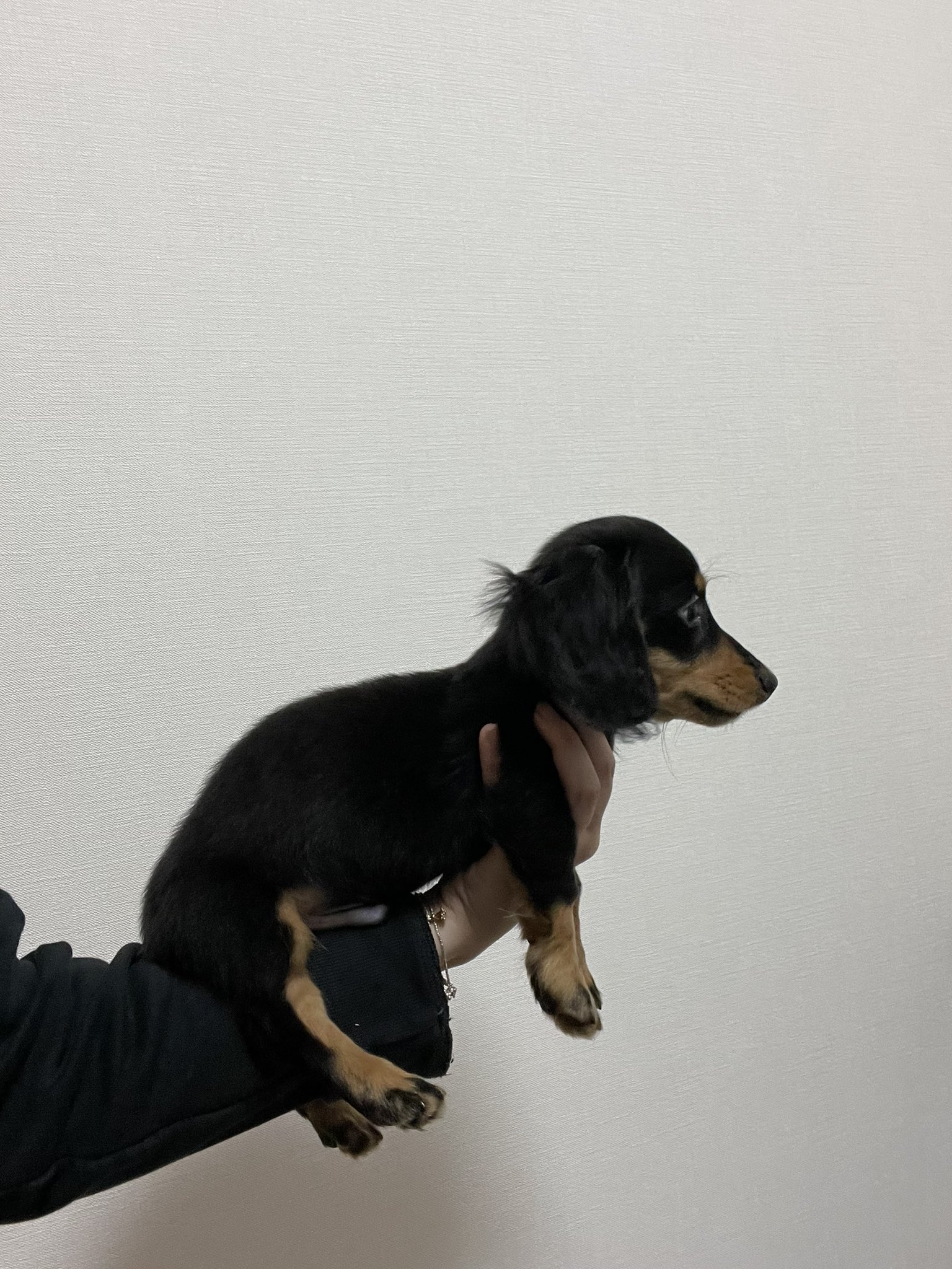 みーこ このサイズ感たまらん 手乗りダックス 腕乗りダックス カニヘン カニンヘン カニーンヘン ダックスフンド T Co Vcpumovlny Twitter