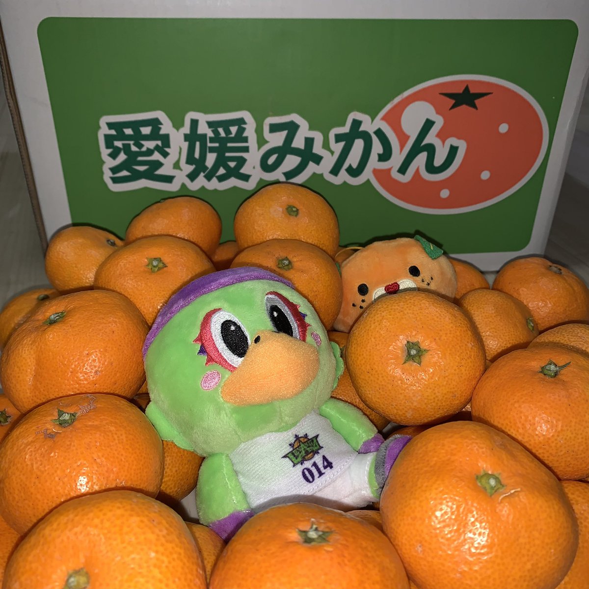 koki_0826's tweet photo. 愛媛から大量のみかん届きました。
札幌で愛媛のみかんを食べる時が来るとは思ってもいなかった。
海を越えて2000㎞の旅✈️
取り敢えずレバード埋めてみた。
ありがとう🍊
#レバンガ北海道 
#愛媛みかん
#レバード
#みきゃん https://t.co/zyWWTvJcP6
