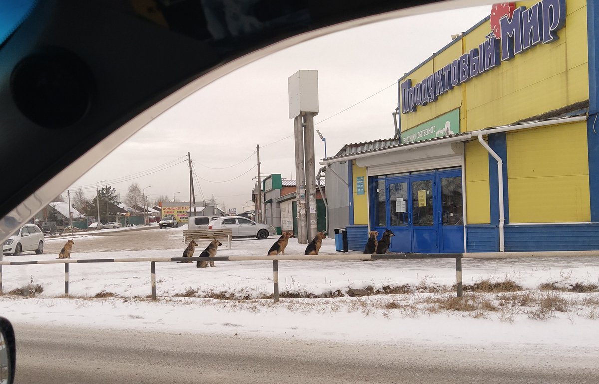 iamproffi's tweet image. Давно пишу,что ОСВВ не про гуманизм,а про деньги. Можно не только на отлове заработать,но еще и приюты не строить.Пусть кормят те, у кого есть сердце. Ну, и еще один повод разделить людей, запретив кое-где подкармливать бедолаг. Классно же!
#собаки #бездомныеживотные #Красноярск